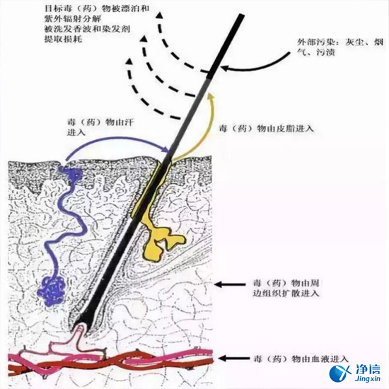  毛發毒品檢測儀檢測腿毛竟可以測出吸毒?做了全身脫毛也可以？